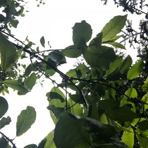 Meet your Posher, Tommie